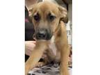 Adopt Beetle a Australian Shepherd / Shepherd (Unknown Type) / Mixed dog in