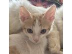 Adopt Houdini Kuwait a Orange or Red Domestic Shorthair / Mixed cat in