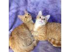 Adopt Merlin WV a Orange or Red Domestic Shorthair / Mixed cat in Merrifield