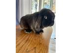 Adopt Eugene Fluffikins a Black Lop-Eared / Mixed (medium coat) rabbit in