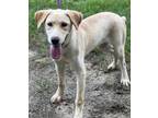 Adopt June Bug a Tan/Yellow/Fawn Labrador Retriever / Mixed dog in Moultrie