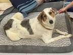 Adopt Savannah a Merle Australian Shepherd / Mixed dog in Covington