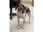 Adopt Daisy a Tricolor (Tan/Brown & Black & White) Beagle / Bluetick Coonhound /