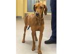 Adopt Amber a Red/Golden/Orange/Chestnut Hound (Unknown Type) / Mixed dog in