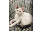 Adopt Darla a Calico or Dilute Calico Domestic Shorthair / Mixed (short coat)