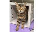 Adopt Sassy a Brown Tabby Domestic Shorthair / Mixed (short coat) cat in