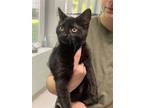 Adopt Vlad a All Black Domestic Shorthair / Mixed (short coat) cat in Covington