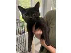 Adopt Ziggy a All Black Domestic Shorthair / Mixed (short coat) cat in