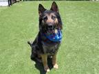 Adopt QUASI a Black German Shepherd Dog / Mixed dog in Tustin, CA (38763645)