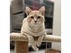 Adopt Hasbro a Domestic Shorthair / Mixed cat in Osage Beach, MO (38866214)