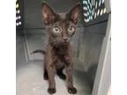 Adopt Jiji a All Black Domestic Shorthair / Mixed (short coat) cat in Redding