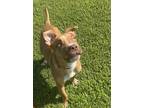 Adopt Carter a Tan/Yellow/Fawn Mixed Breed (Large) / Mixed dog in Georgetown