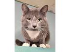 Adopt 5750 (Grayson) a Gray or Blue (Mostly) Russian Blue / Mixed (short coat)