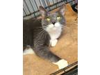 Adopt 5780 (Pebbles) a Gray or Blue (Mostly) Domestic Shorthair / Mixed (short