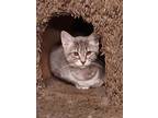 Adopt 5789 (Thistle) a Gray, Blue or Silver Tabby Domestic Shorthair / Mixed