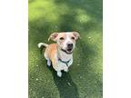 Adopt Lemon Shakeup a Tan/Yellow/Fawn Terrier (Unknown Type