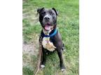Adopt Free Willy a Black Mixed Breed (Large) / Mixed dog in Voorhees