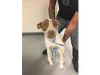 Adopt CAKE a White Australian Cattle Dog / Mixed dog in Los Lunas, NM (38866353)
