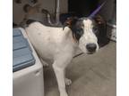 Adopt DEREK a Black - with White Border Collie / Mixed dog in Tucson