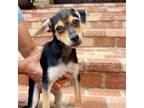 Adopt Coco a Mixed Breed (Medium) / Mixed dog in Rancho Santa Fe, CA (38866234)