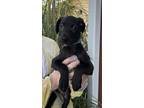 Adopt Ricky Bobby a Black Shepherd (Unknown Type) / Mixed dog in Gulfport