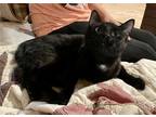 Adopt Mango (23-520) a All Black Domestic Shorthair / Mixed cat in York County