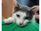 Adopt Wally a White Domestic Shorthair / Domestic Shorthair / Mixed cat in