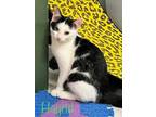 Adopt Hagrid a White Domestic Shorthair / Mixed (short coat) cat in Saugerties