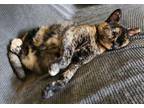 Adopt Honey a Tortoiseshell Domestic Shorthair (short coat) cat in Palo Alto