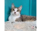 Adopt 5802 (Lyle) a Brown Tabby Domestic Shorthair / Mixed (short coat) cat in