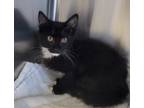Adopt Brian a All Black Domestic Mediumhair / Domestic Shorthair / Mixed cat in