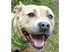 Adopt Clementine a Tan/Yellow/Fawn Pit Bull Terrier / Mixed Breed (Medium) /