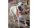 Adopt Doug a White - with Tan, Yellow or Fawn Hound (Unknown Type) / Mixed dog