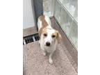 Adopt O.B. a White Jack Russell Terrier / Mixed dog in Philadelphia