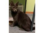 Adopt Samantha a Gray or Blue Domestic Shorthair / Mixed (short coat) cat in