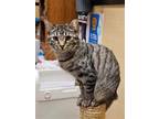 Adopt Mulch a Domestic Longhair / Mixed cat in Camden, SC (38864856)
