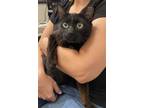 Adopt Bimini a Domestic Shorthair / Mixed cat in Camden, SC (38864580)