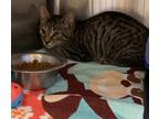 Adopt Sir Purrs A Lot a Brown or Chocolate Domestic Shorthair / Domestic