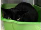 Adopt Sir Cuddleton a All Black Domestic Shorthair / Domestic Shorthair / Mixed