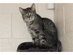 Adopt Niya - 37739 a Gray or Blue (Mostly) Domestic Mediumhair / Mixed (medium