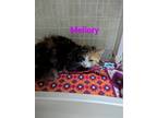 Adopt Mellory a Tortoiseshell Domestic Shorthair / Mixed cat in Franklin