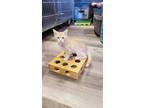 Adopt Ginger a Tan or Fawn (Mostly) Domestic Shorthair / Mixed (short coat) cat
