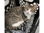 Adopt Gwen a Domestic Shorthair / Mixed (short coat) cat in Fremont