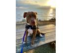 Adopt Hazel a Labrador Retriever / American Pit Bull Terrier / Mixed dog in