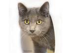 Adopt Solomon a Gray or Blue Domestic Shorthair / Mixed cat in Hot Springs