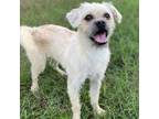 Adopt Milo Tee a White - with Tan, Yellow or Fawn Terrier (Unknown Type