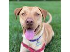 Adopt Jensen a Tan/Yellow/Fawn Labrador Retriever / Mixed dog in Shawnee