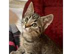 Adopt Razzle a Domestic Shorthair / Mixed cat in Potomac, MD (38760932)