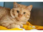 Adopt Booster a Domestic Shorthair / Mixed cat in Troy, VA (38832641)