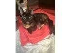 Adopt Juno (MC) a Domestic Shorthair / Mixed (short coat) cat in Napa